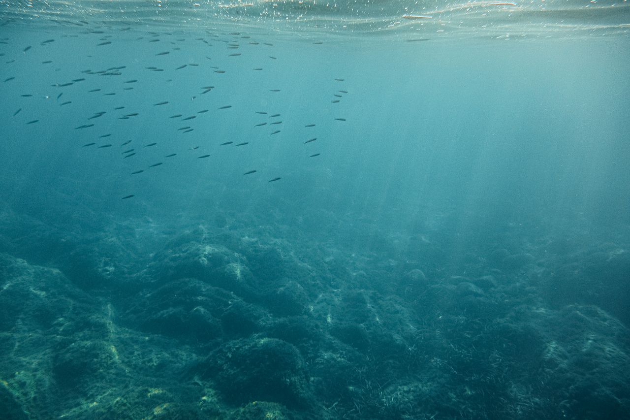 Peaceful underwater shot showcasing a school of fish in sunlit waters.